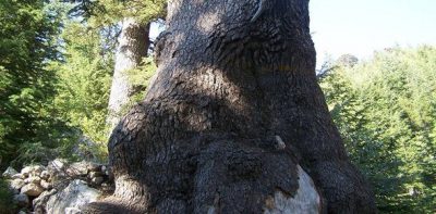 Katran Ağacı Antalya
