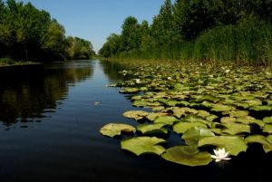 Acarlar Longozu - 02