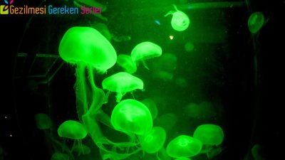 Sea Life Akvaryum İstanbul - 04