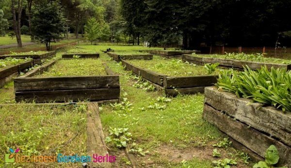 Atatürk Arboretumu Bitki Türleri