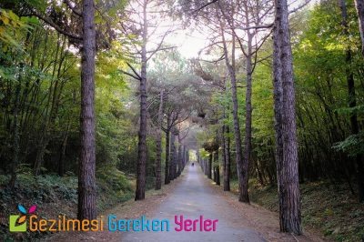 Atatürk Arboretumu Yürüyüş Yolu