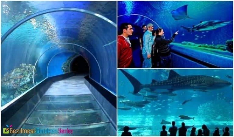 İstanbul’da Ziyaret Edebileceğiniz 5 Akvaryum ve Hayvanat Bahçesi