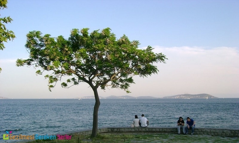 Fenerbahçe parkı arşivleri | Yeşilist | Herkes için yeşil