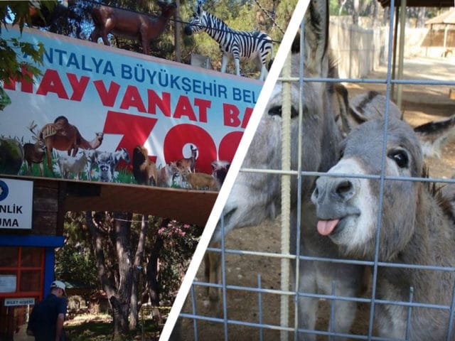 Antalya Hayvanat Bahçesi