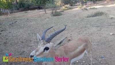 antalya hayvanat bahcesi geyik