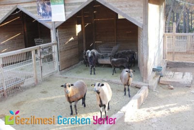 antalya hayvanat bahcesi nerede nasil gidilir