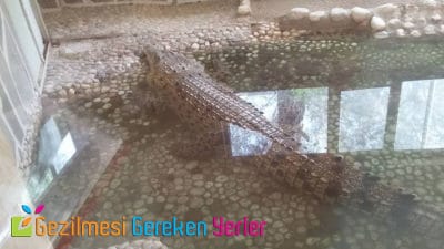 antalya hayvanat bahcesi timsah