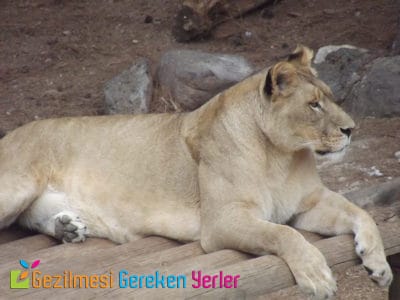 gaziantep hayvanat bahcesi aslan