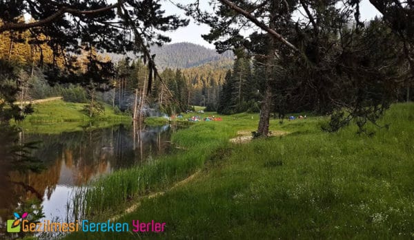 yenice ormanlari