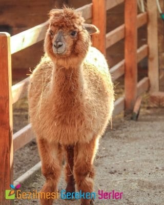 Ormanya Hayvanat Bahçesi