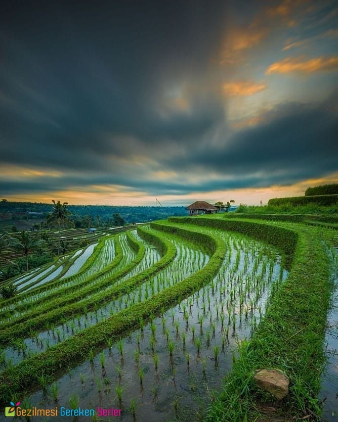 Pirinç Terasları (Rice Terraces)