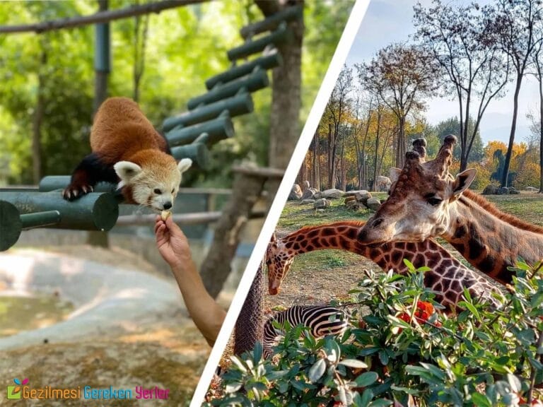 Bursa Hayvanat Bahçesi | Nerede, Nasıl Gidilir? ve Giriş Ücreti