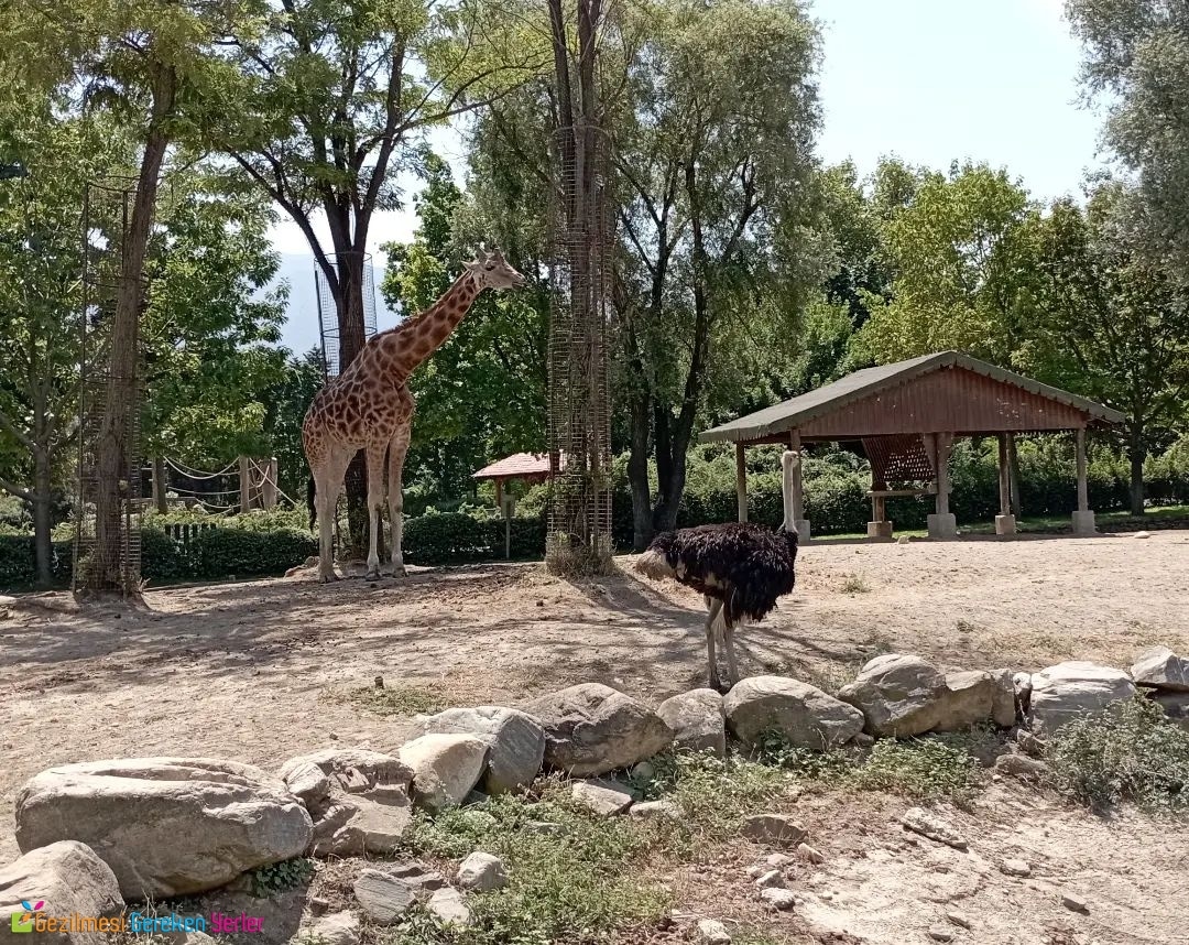 Canlı Türleri