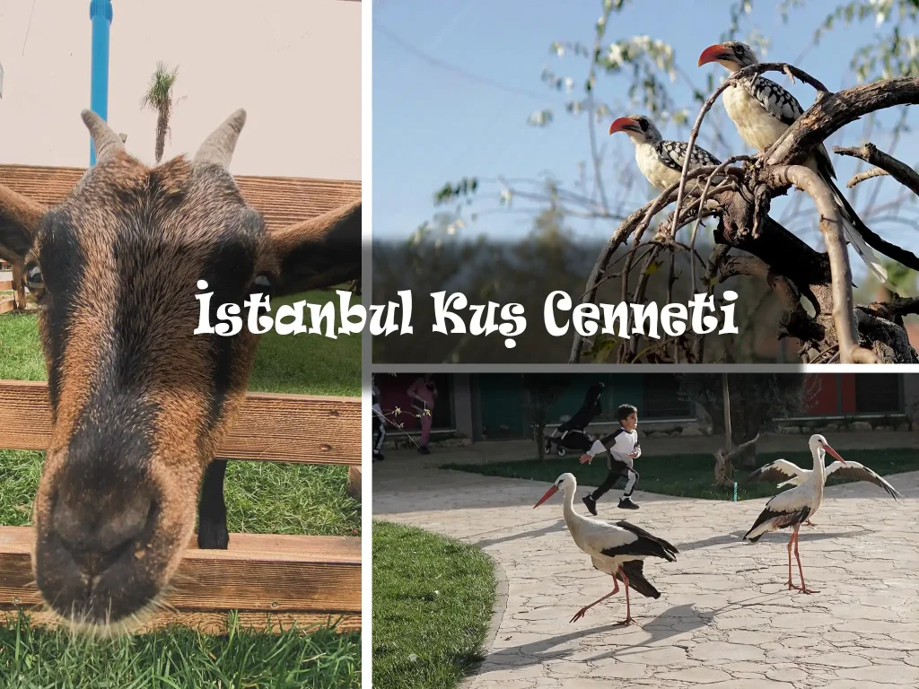İstanbul Kuş Cenneti