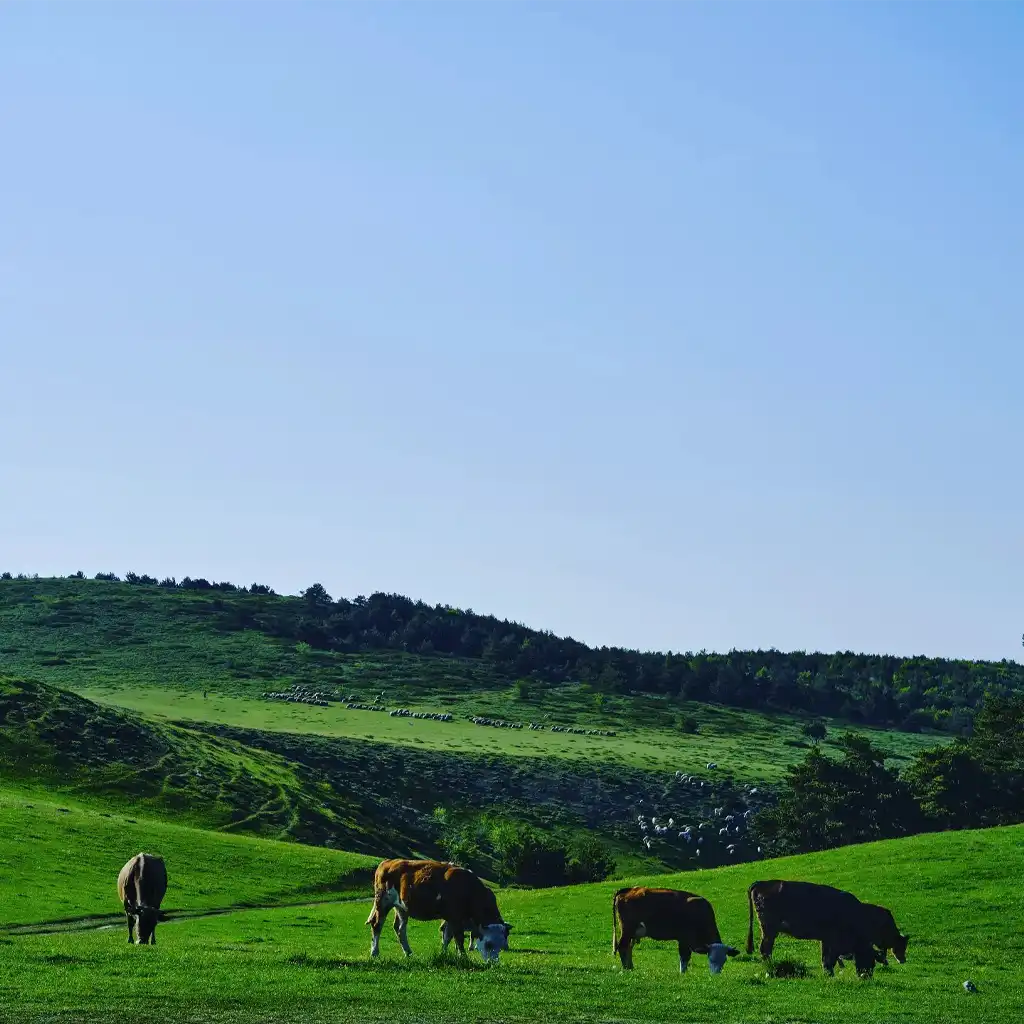 Topçam Yaylası