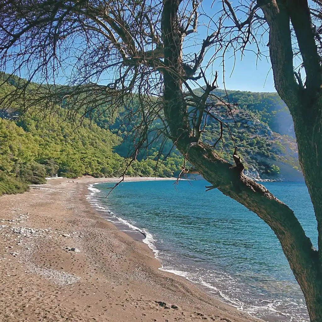 Domuzbükü