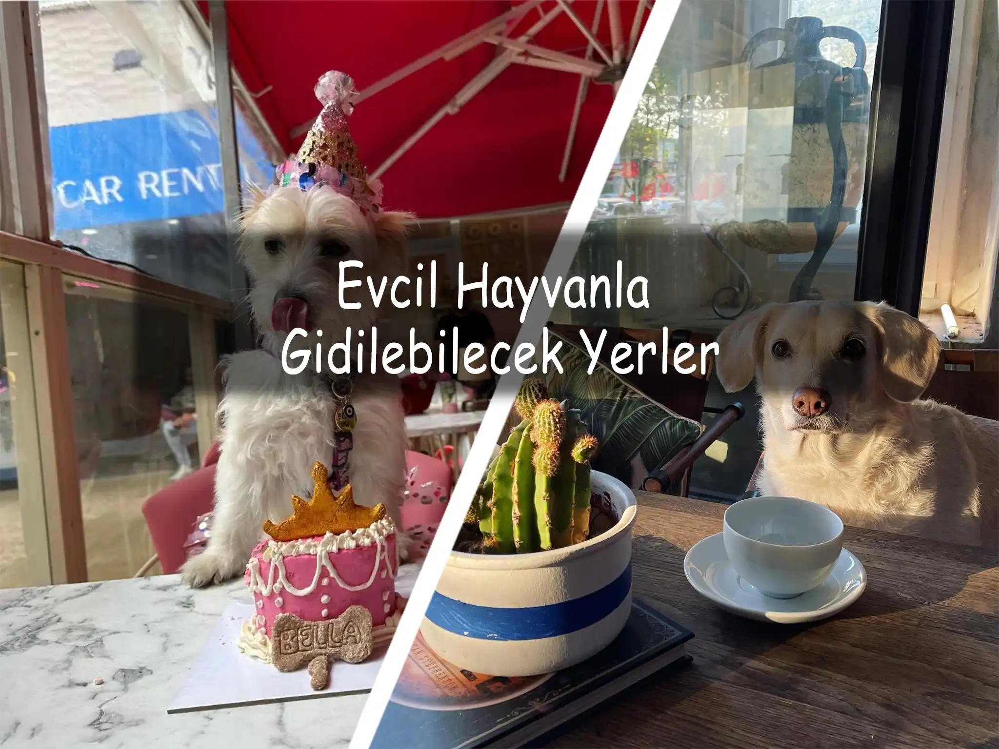 Evcil Hayvanla Gidilebilecek Yerler | Hayvan Dostu 16 Mekan Evcil Hayvanla Gidilebilecek Mekanlar