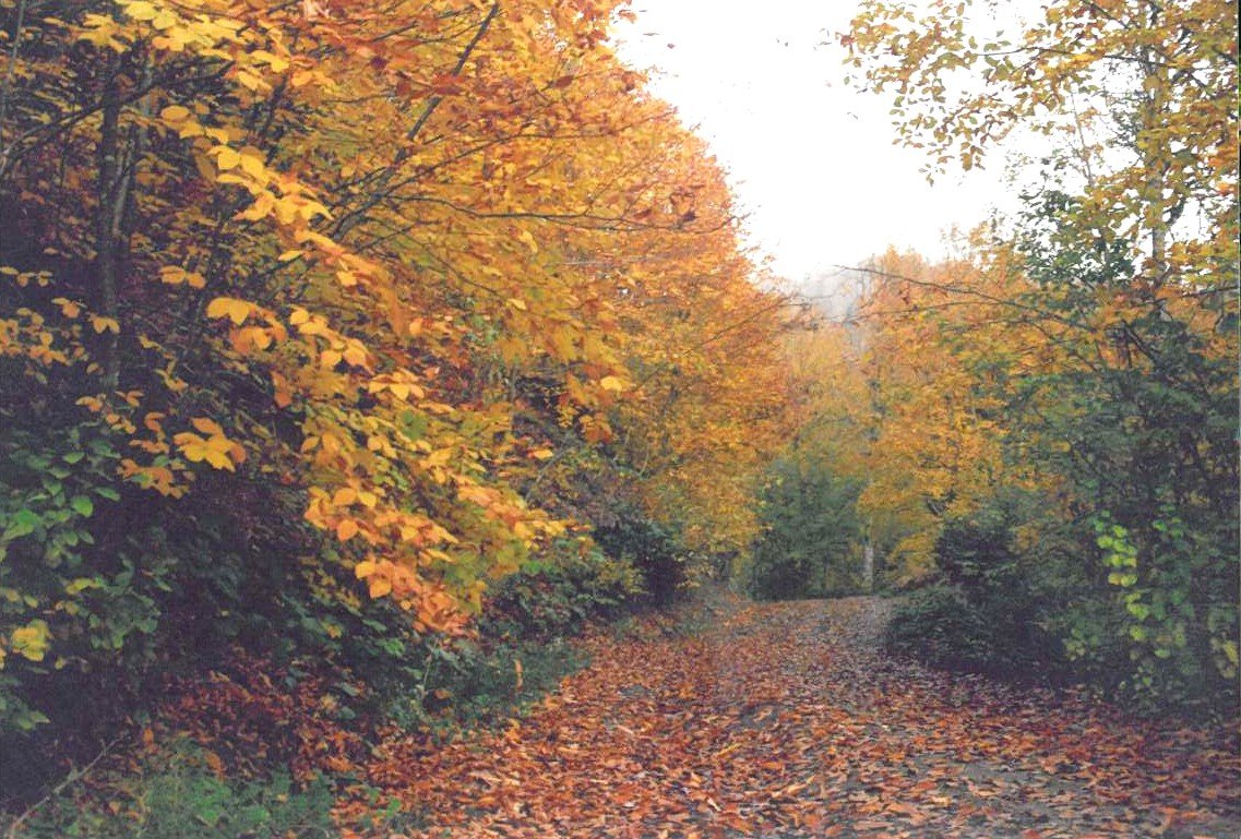 Sonbaharda sarı ve turuncu yapraklarla kaplı Odayeri orman yolu