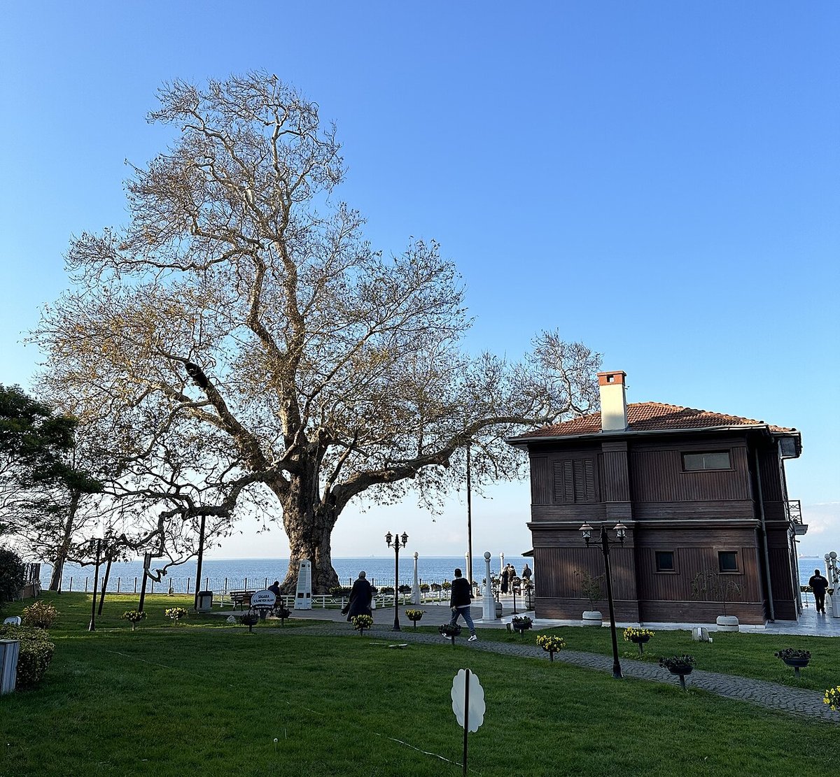 Yalova'daki Yürüyen Köşk ve hemen yanındaki büyük çınar ağacı